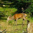 Cerf dans la foret du Carcanet