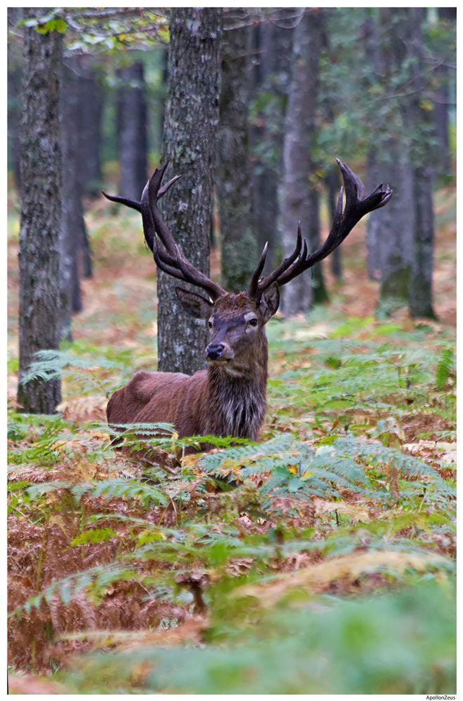 Cerf dans la forêt