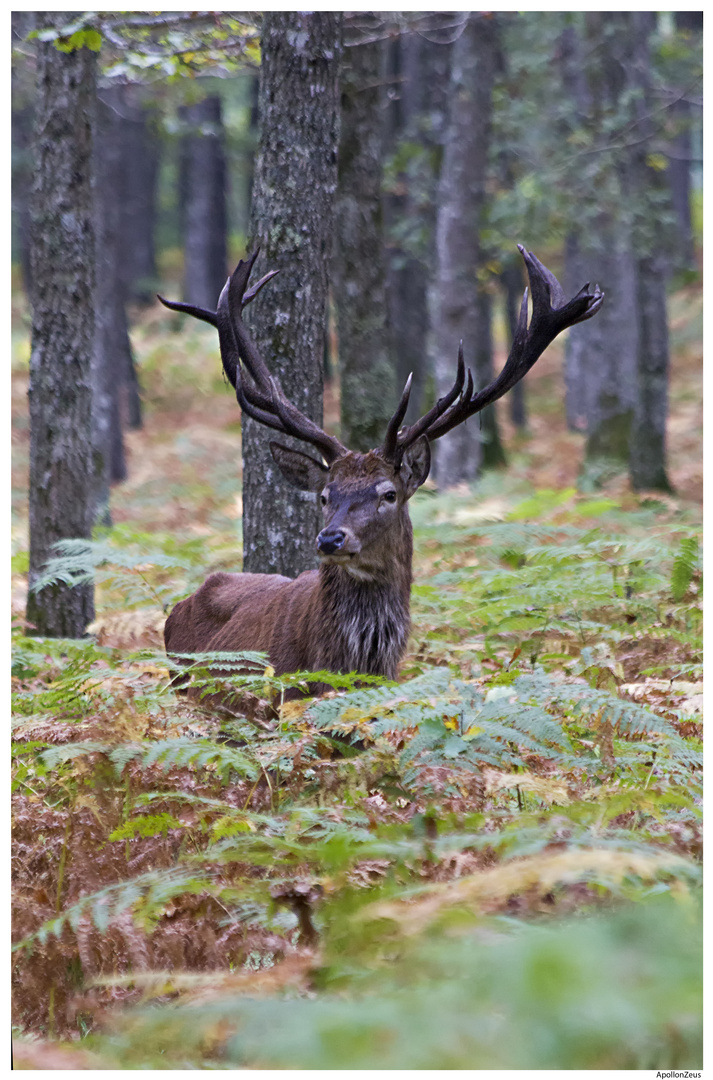 Cerf dans la forêt