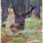 Cerf dans la forêt