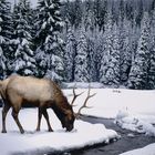 Cerf dans la neige