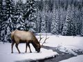 Cerf dans la neige de focus 