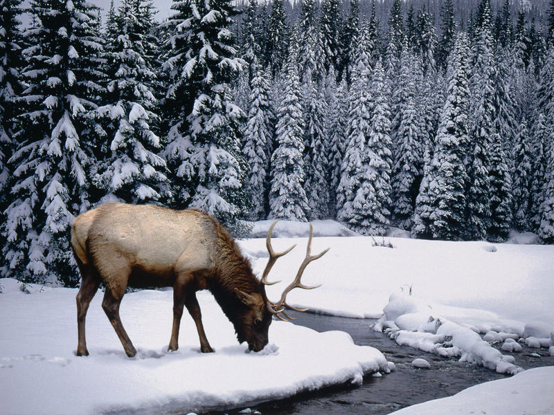 Cerf dans la neige