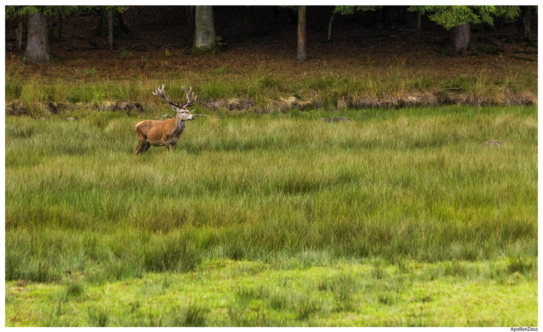 Cerf dans la prairie.