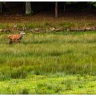 Cerf dans la prairie.