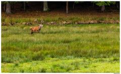 Cerf dans la prairie.