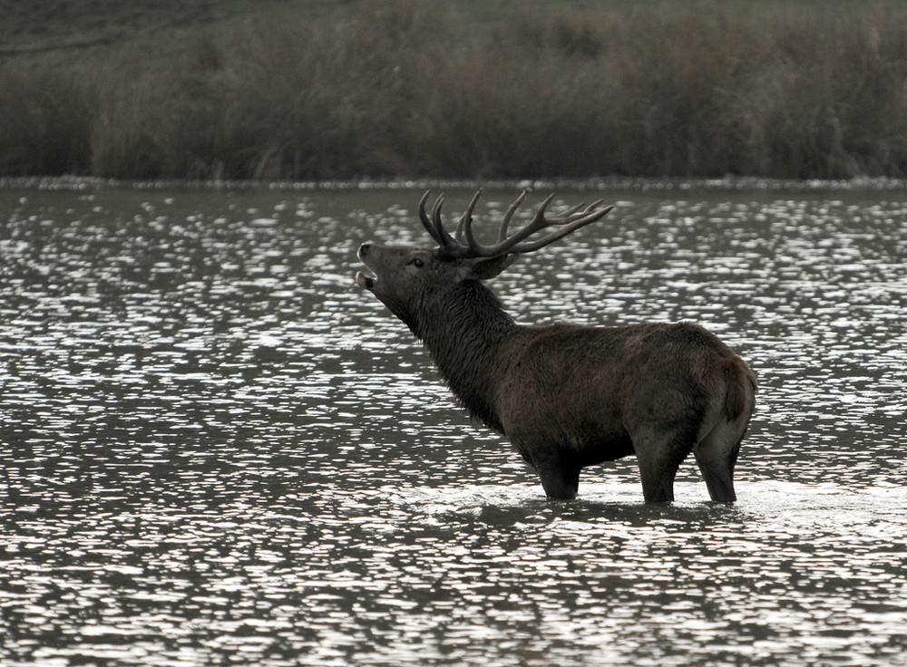 cerf dans l'étang