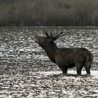 cerf dans l'étang