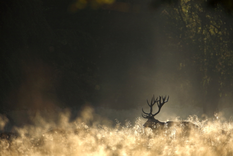 Cerf dans un rayon de soleil