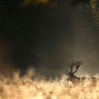 Cerf dans un rayon de soleil