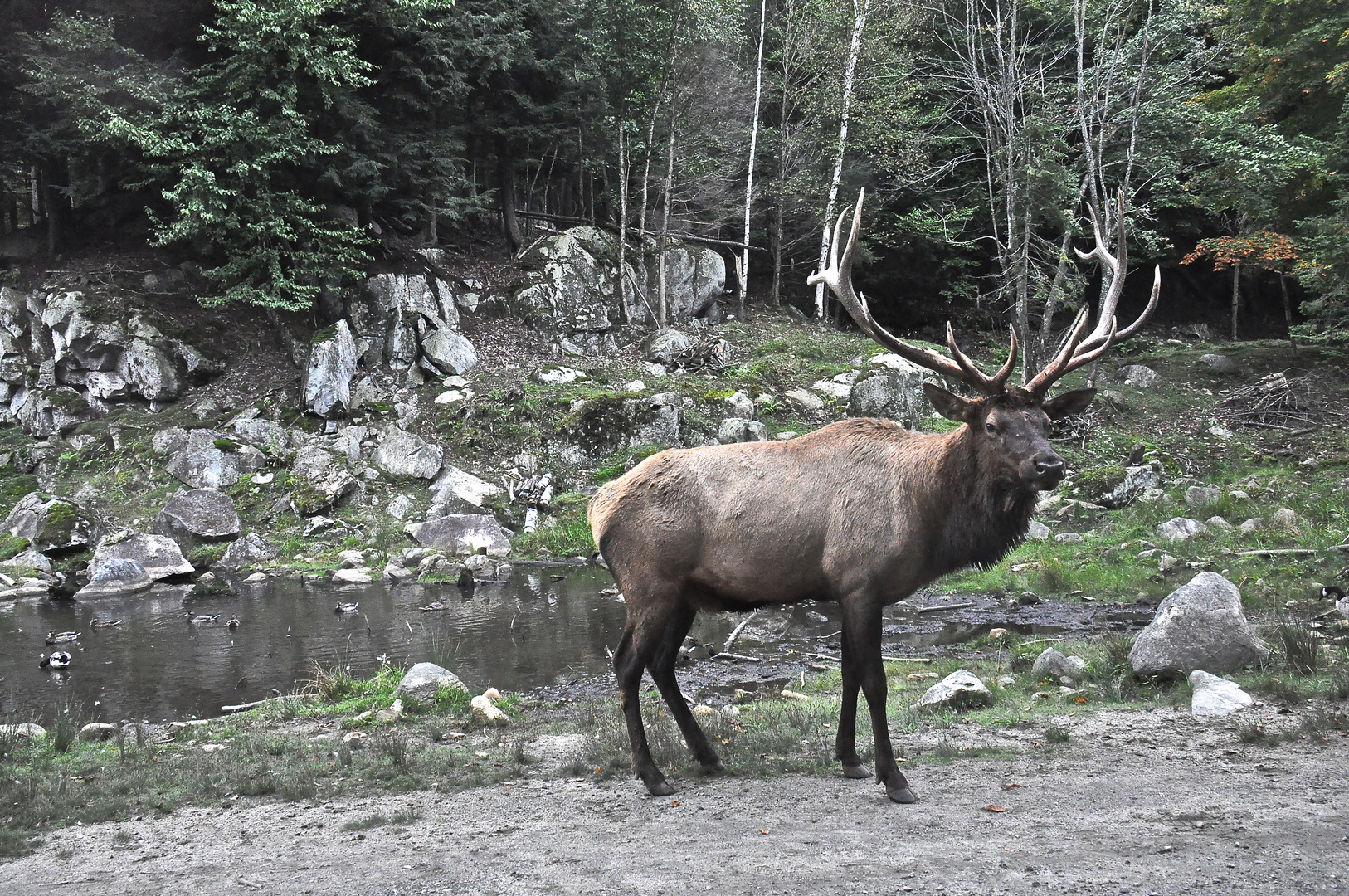 cerf photo et image  animaux, animaux sauvages, nature Images