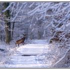 Cerf de Chambord