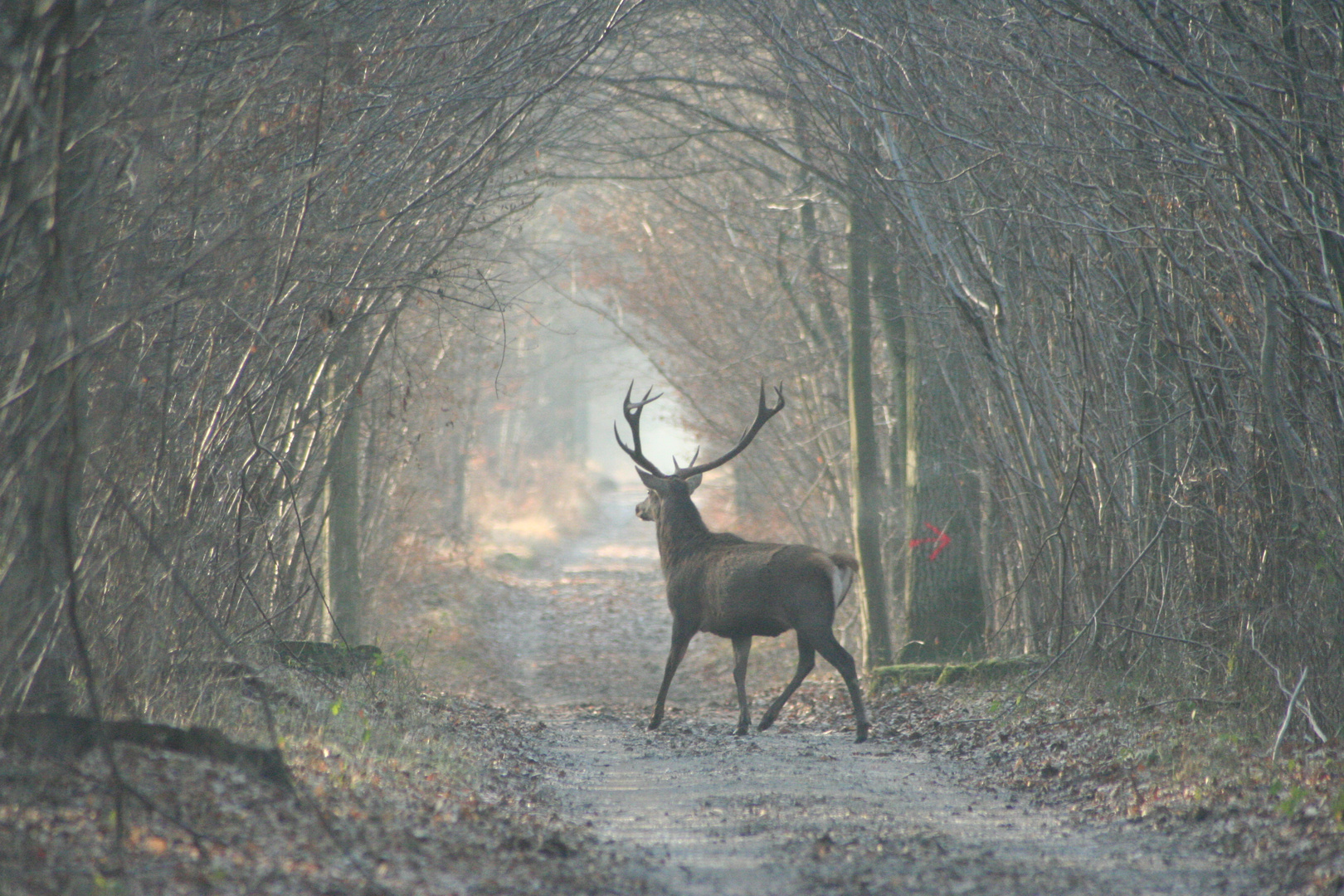 cerf de chantilly