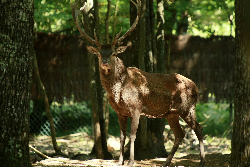 cerf de rambouillet