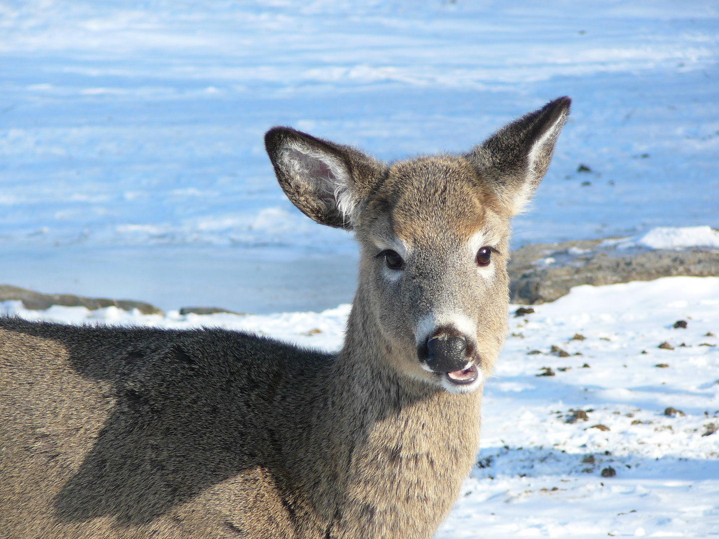 cerf de Virginie