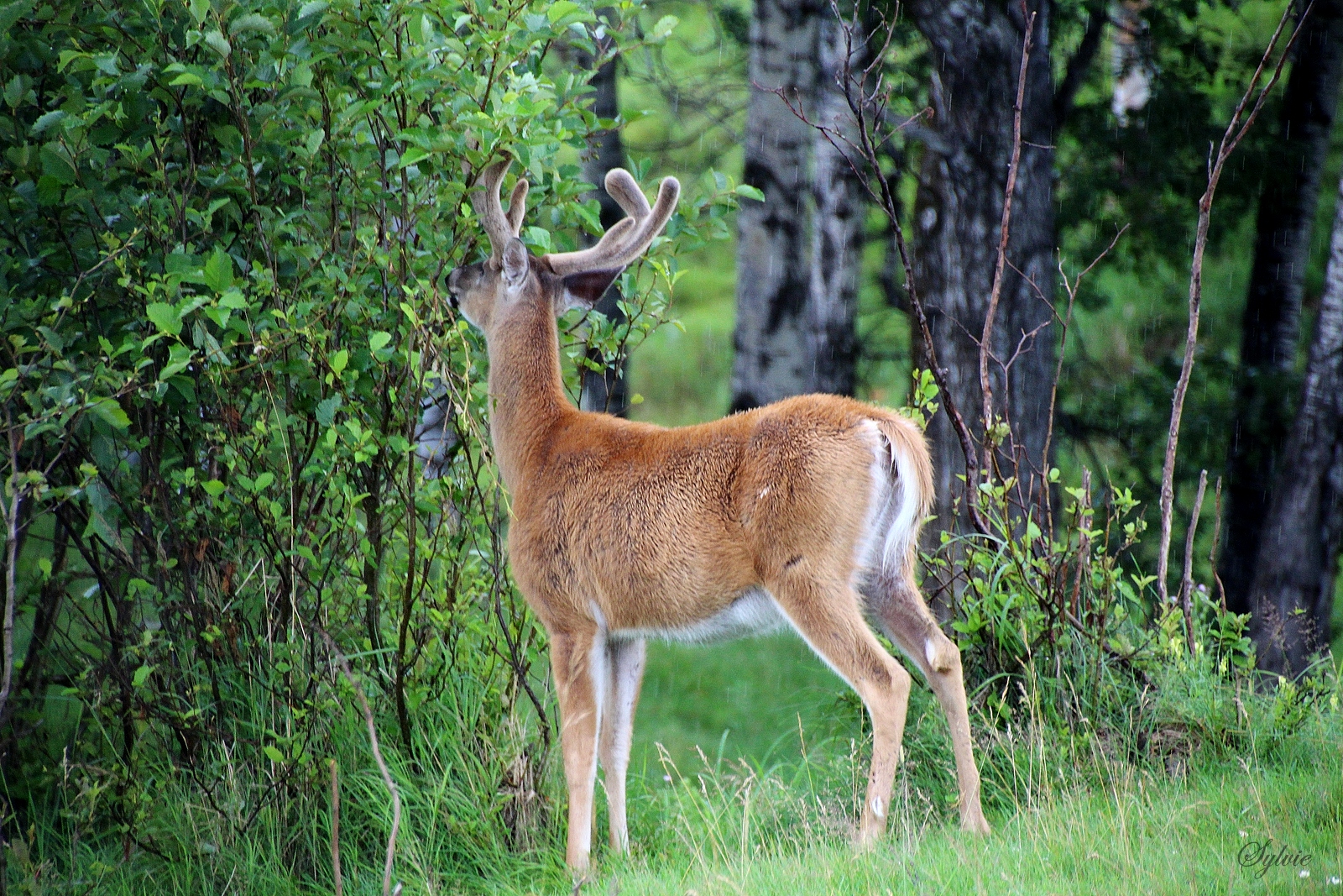 Cerf de Virginie