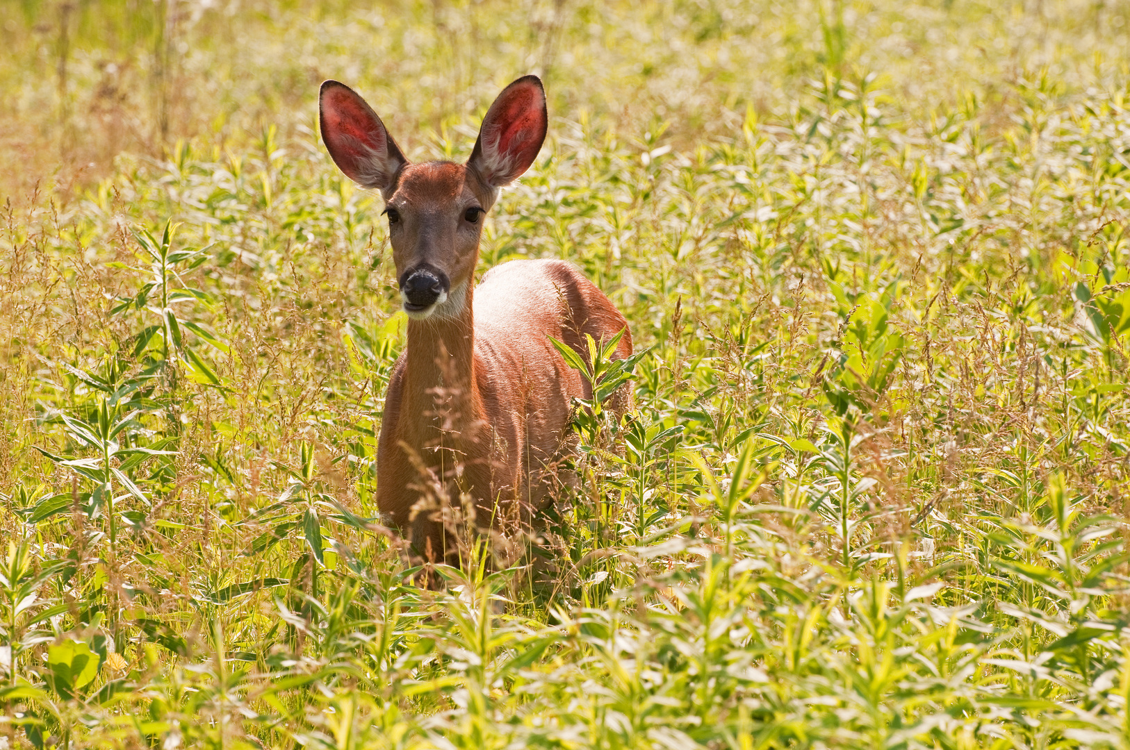 Cerf de Virginie aux Îles-de-Boucherville,Québec