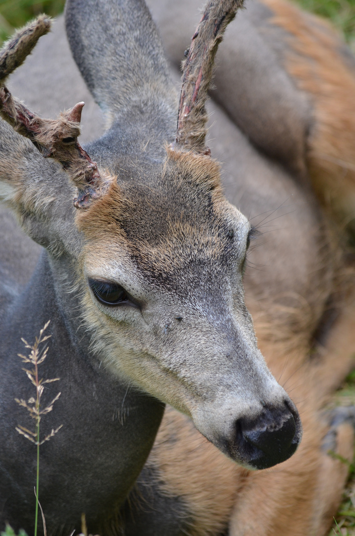 Cerf de Virginie