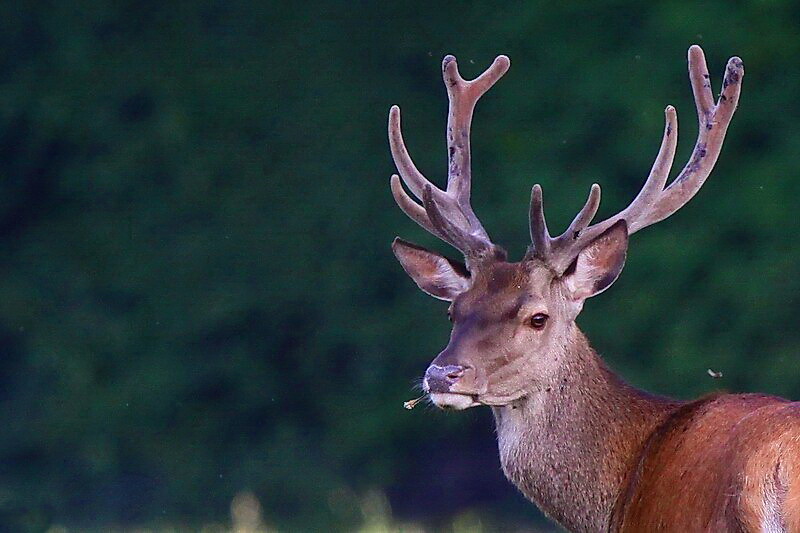 Cerf débonnaire