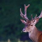 Cerf débonnaire