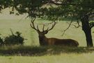 Cerf de papouné 