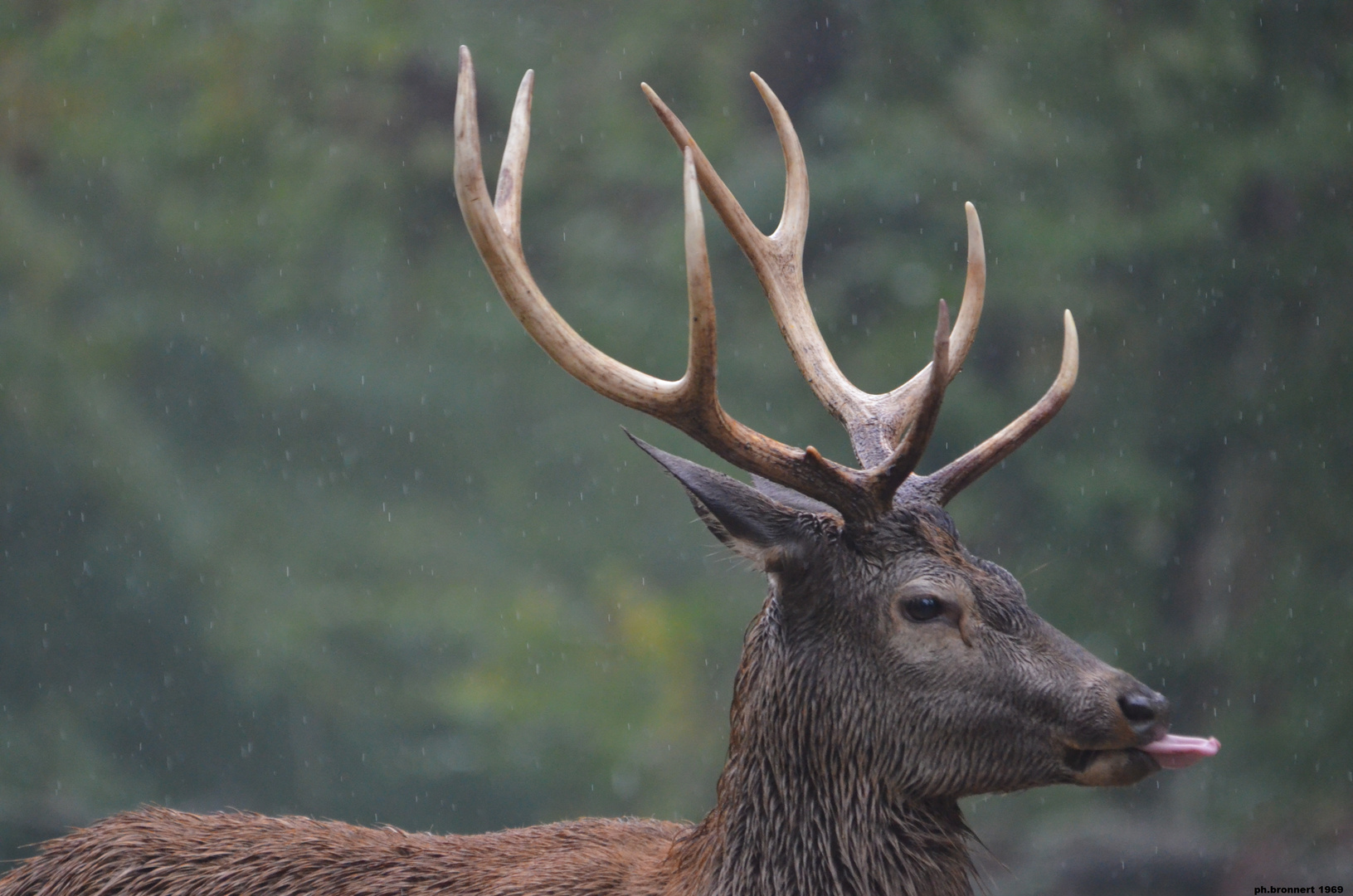 cerf photo et image animaux, nature Images cerf photo et image animaux, nature Images
