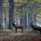 Cerf élaphe. "Avant le brâme"