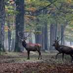 Cerf élaphe. "Avant le brâme"