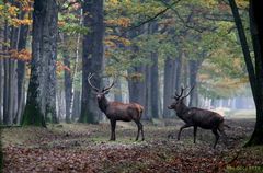 Cerf élaphe. "Avant le brâme"