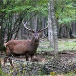 Cerf élaphe.