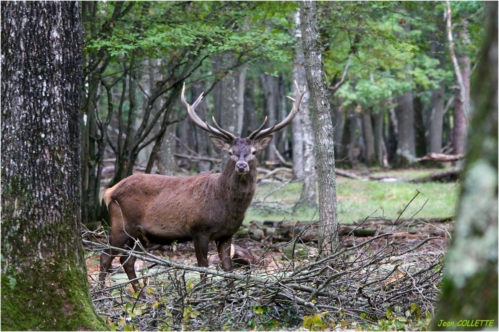 Cerf élaphe.