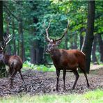 Cerf élaphe .Deux grands "dix cors"