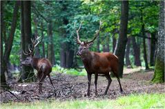 Cerf élaphe .Deux grands "dix cors"