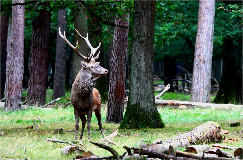 Cerf élaphe.( dix cors) 2