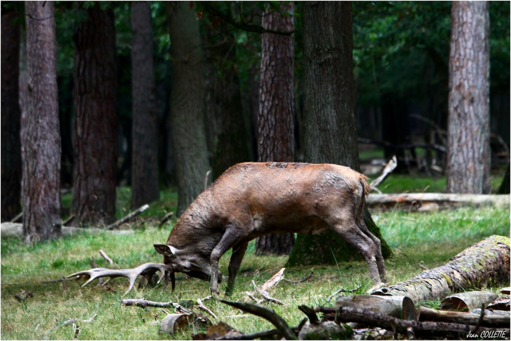 Cerf élaphe.( dix cors)