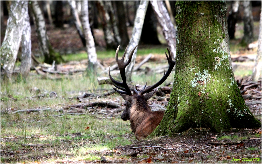 Cerf élaphe