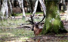 Cerf élaphe