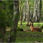 Cerf en forêt de Rambouillet