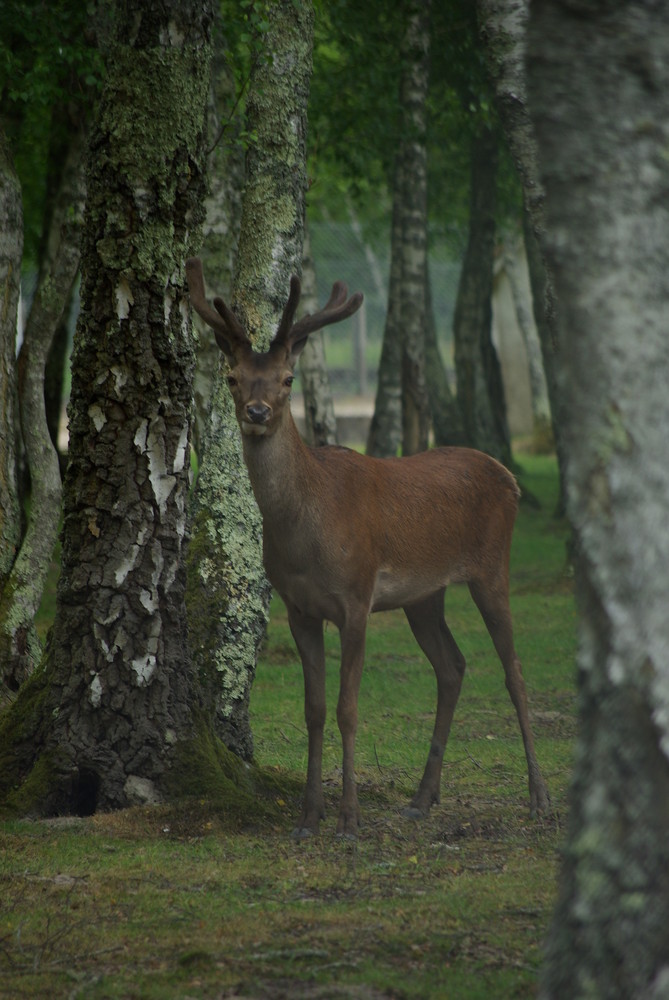 Cerf en Sologne