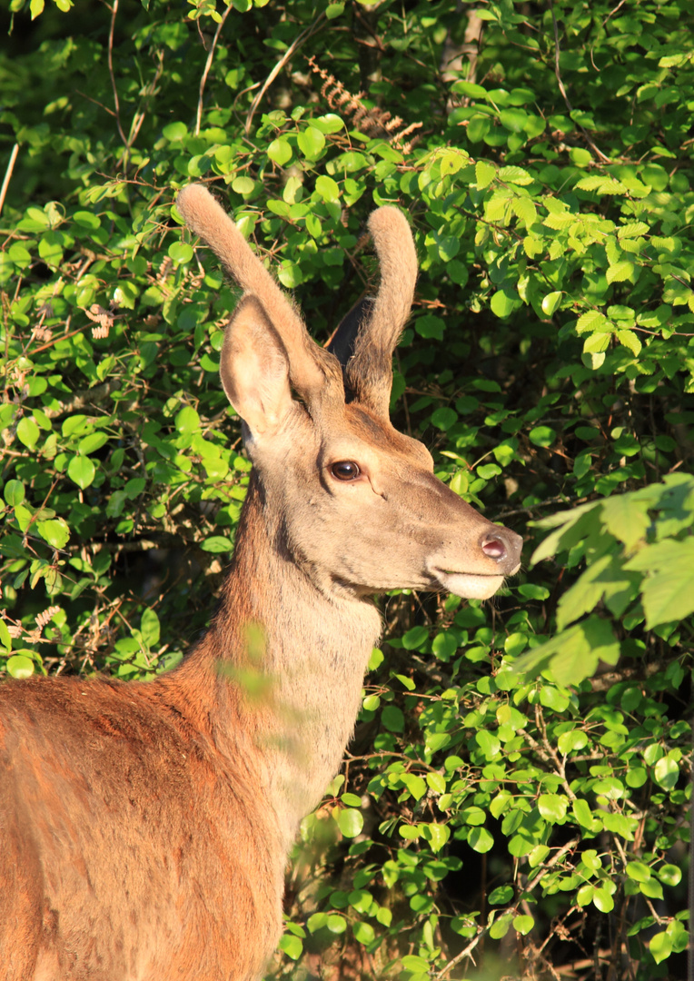 cerf en velour