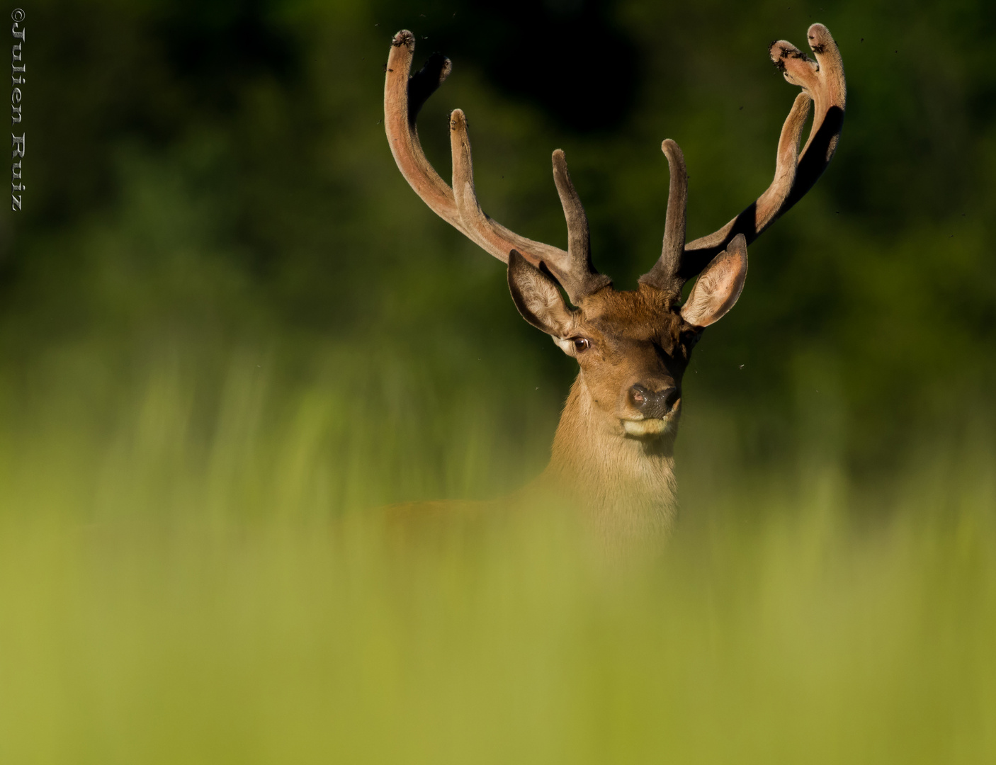 Cerf en velour au mois de Juin