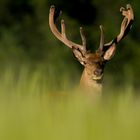 Cerf en velour au mois de Juin