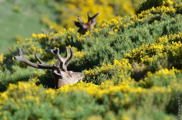 Cerf en velours dans les genêts