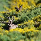 Cerf en velours dans les genêts