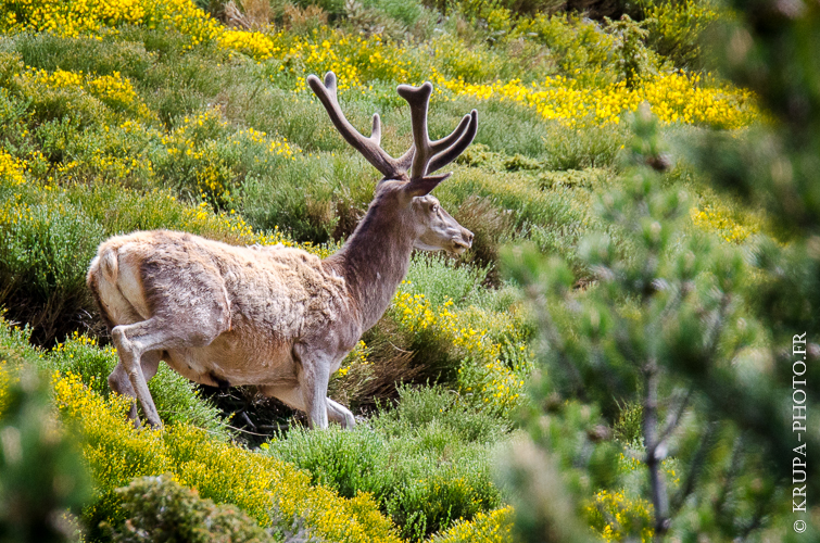 Cerf en velours dans les Pyrénées Orientales