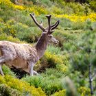 Cerf en velours dans les Pyrénées Orientales