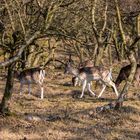 Cerf et biches au bois.