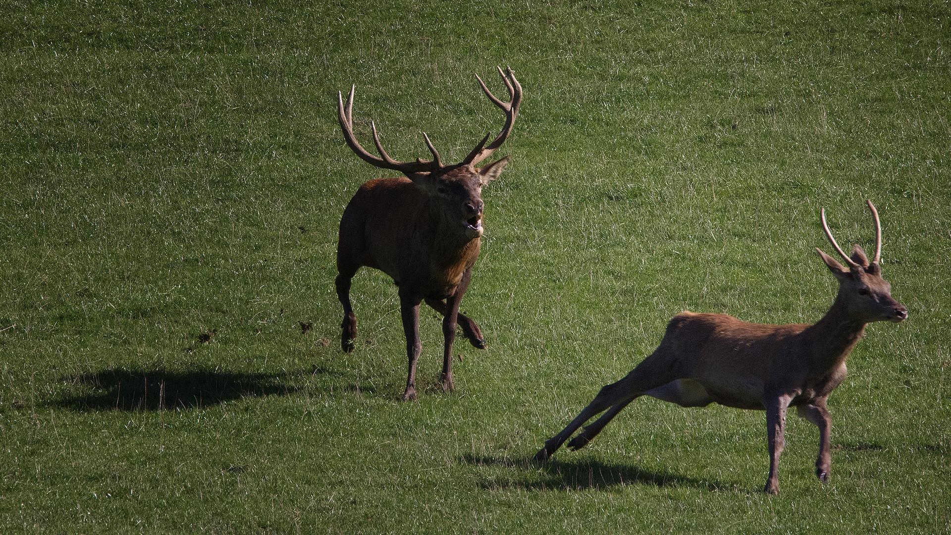 Cerf fâché... lui toujours faire comme cela