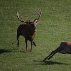 Cerf fâché... lui toujours faire comme cela