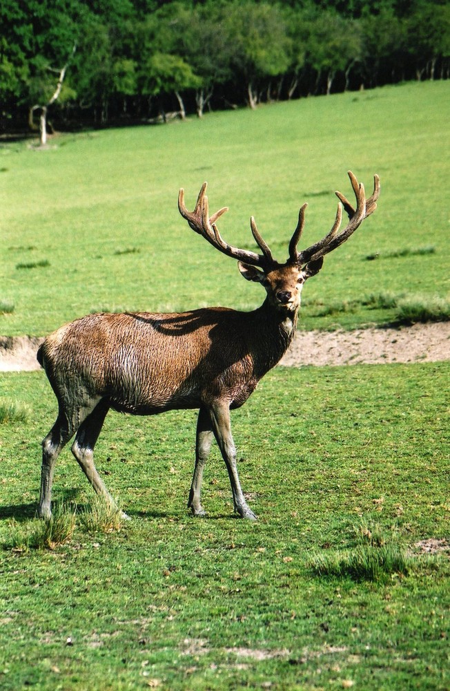 cerf majestueux